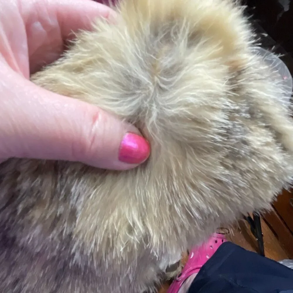 Vintage Coyote fur mitten top or coat cuffs - Picture 11 of 11